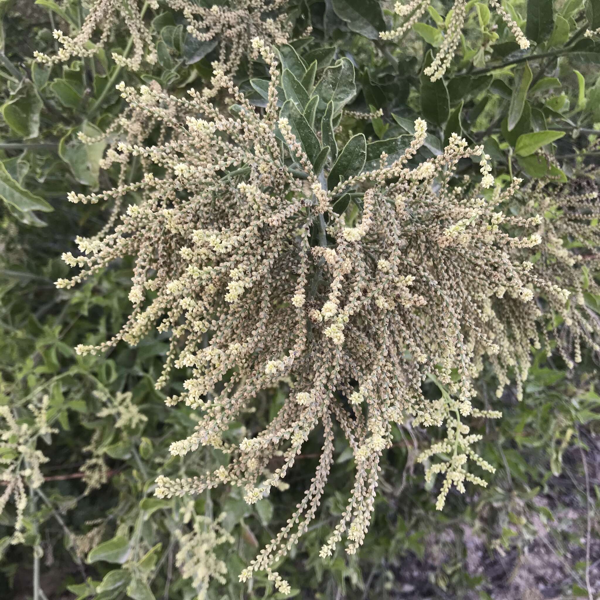 Image of Celosia floribunda A. Gray