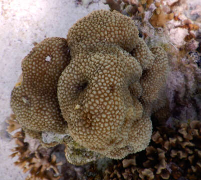 Image of spine coral