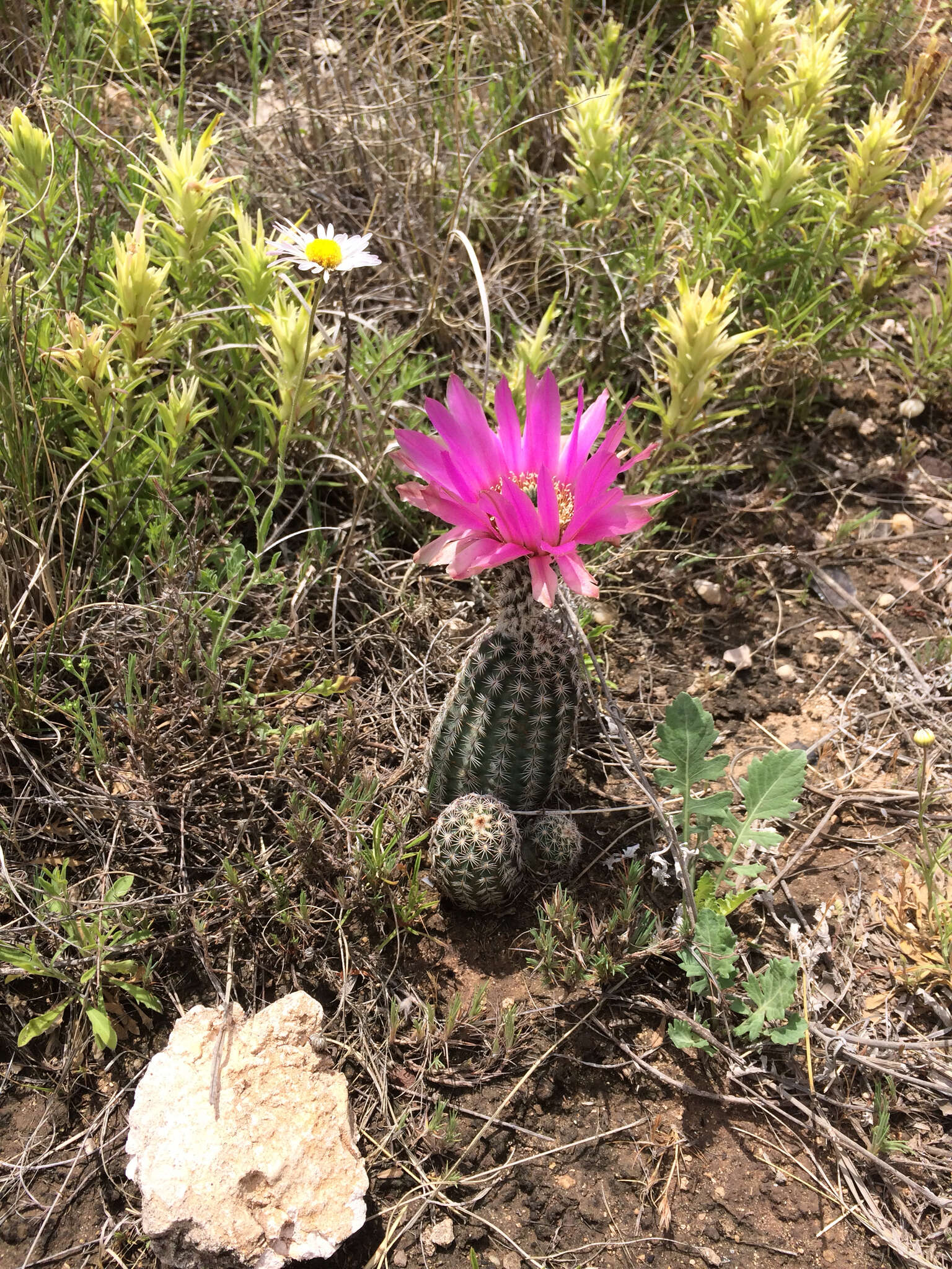 Image of Echinocereus reichenbachii var. perbellus (Britton & Rose) L. D. Benson