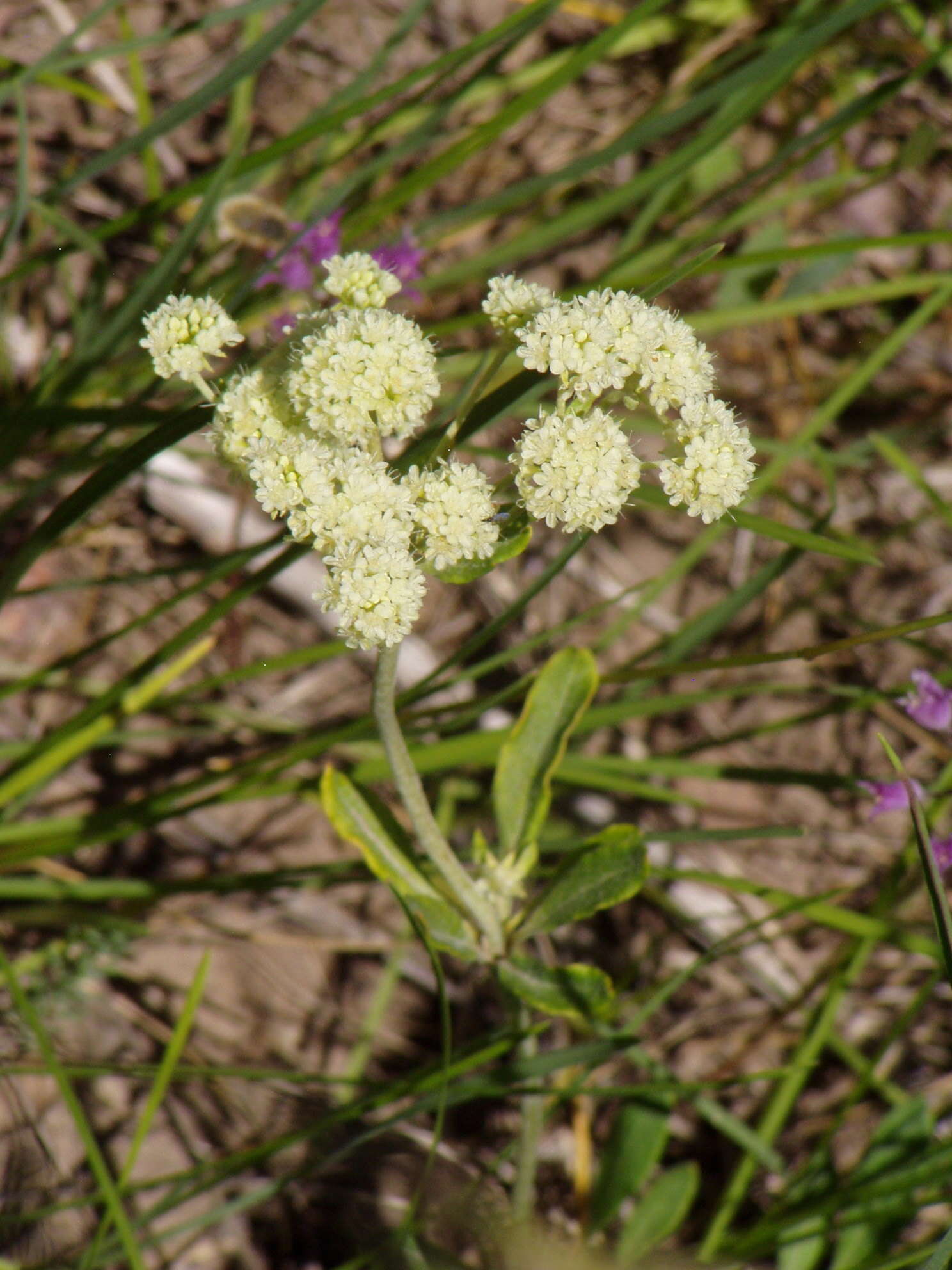 Image of parsnipflower buckwheat