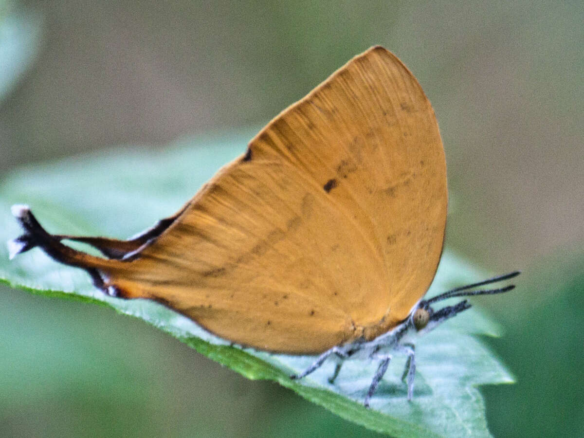 Imagem de Loxura atymnus continentalis Fruhstorfer (1912)