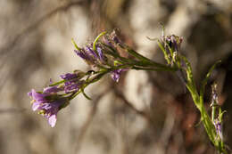 Arabis collina Ten.的圖片