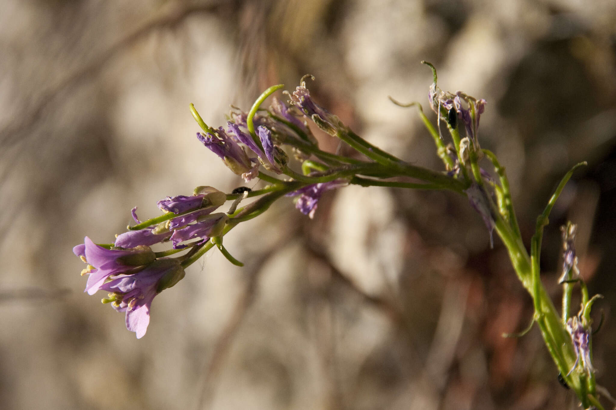 Arabis collina Ten.的圖片