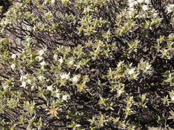 Image of Pimelea aridula Cockayne