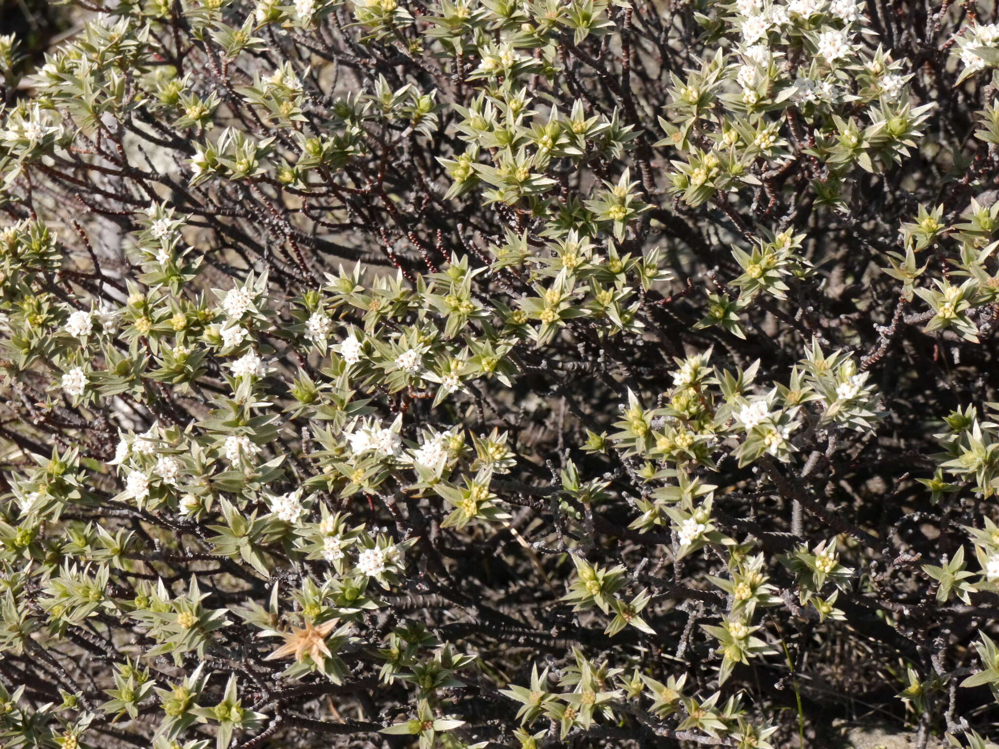 Image of Pimelea aridula Cockayne