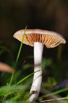 Imagem de Inocybe austrofibrillosa Grgur. 2002