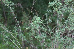 Слика од Dalea scandens (Mill.) R. T. Clausen