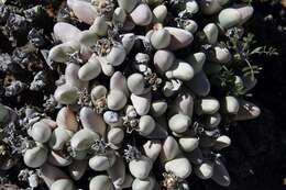 Imagem de Gibbaeum pubescens (Lettsom ex Haw.) N. E. Br.