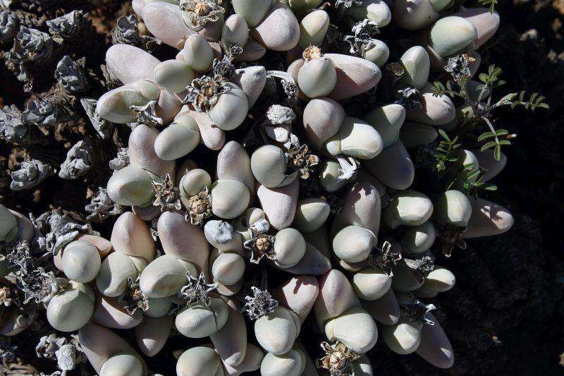 Imagem de Gibbaeum pubescens (Lettsom ex Haw.) N. E. Br.