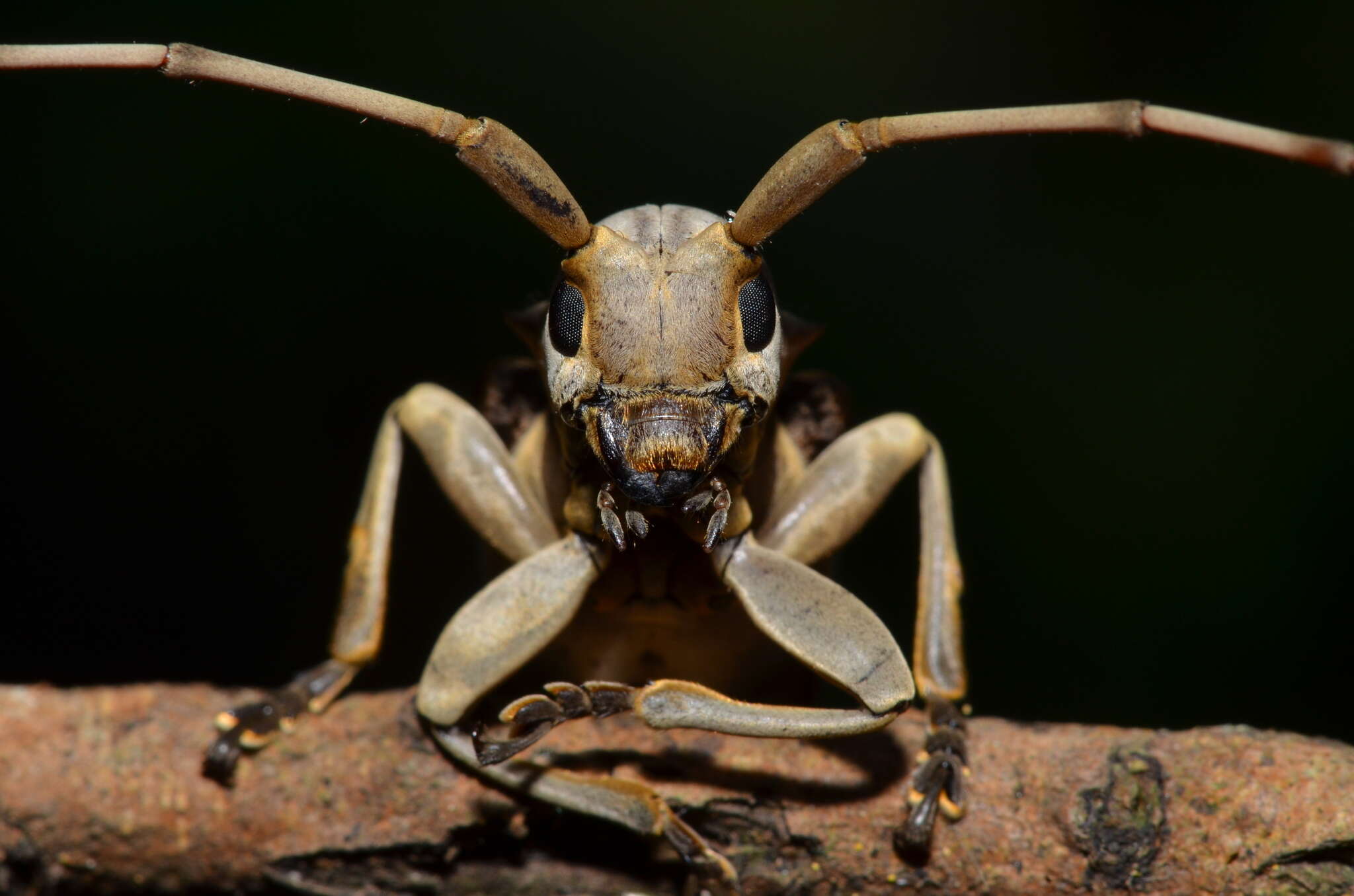 Image of Acalolepta sublusca maculihumera (Matsushita 1933)