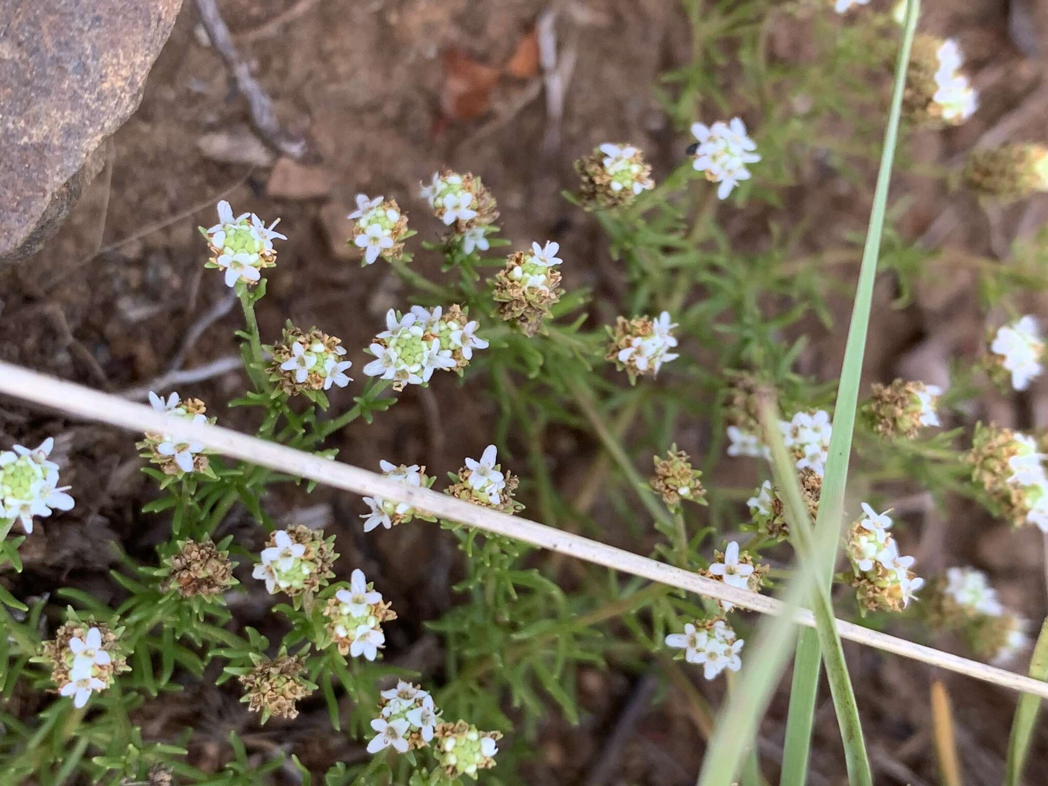 Image of Selago densiflora Rolfe ex Schinz