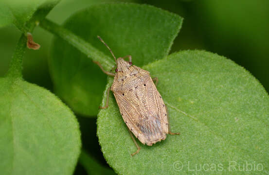 Image of Hypatropis sternalis (Stal 1869)