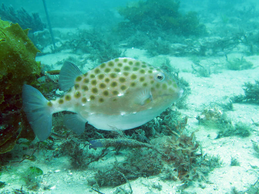 Image of Blue boxfish