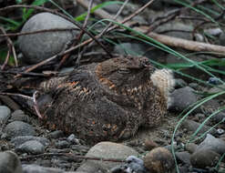 Image of Savanna Nightjar