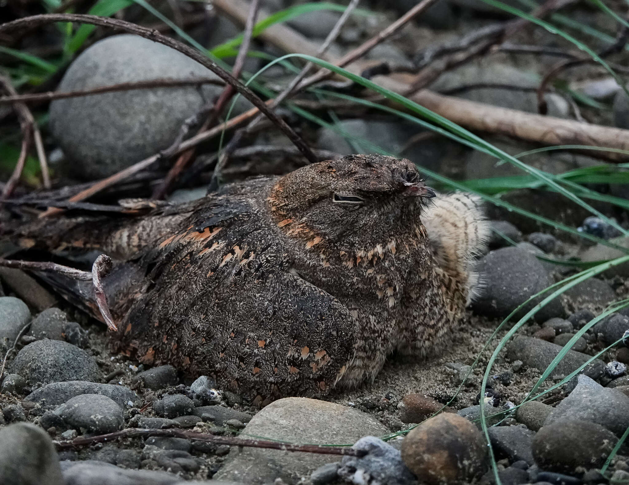 Image of Savanna Nightjar