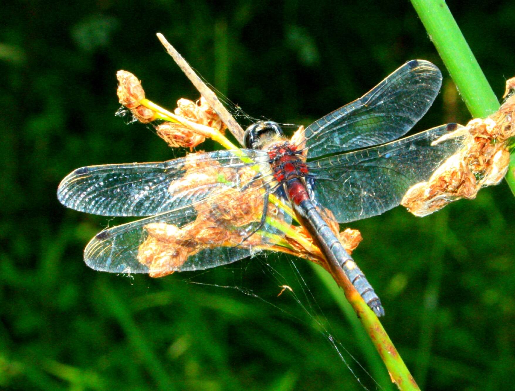 Image de Leucorrhinia orientalis Selys 1887