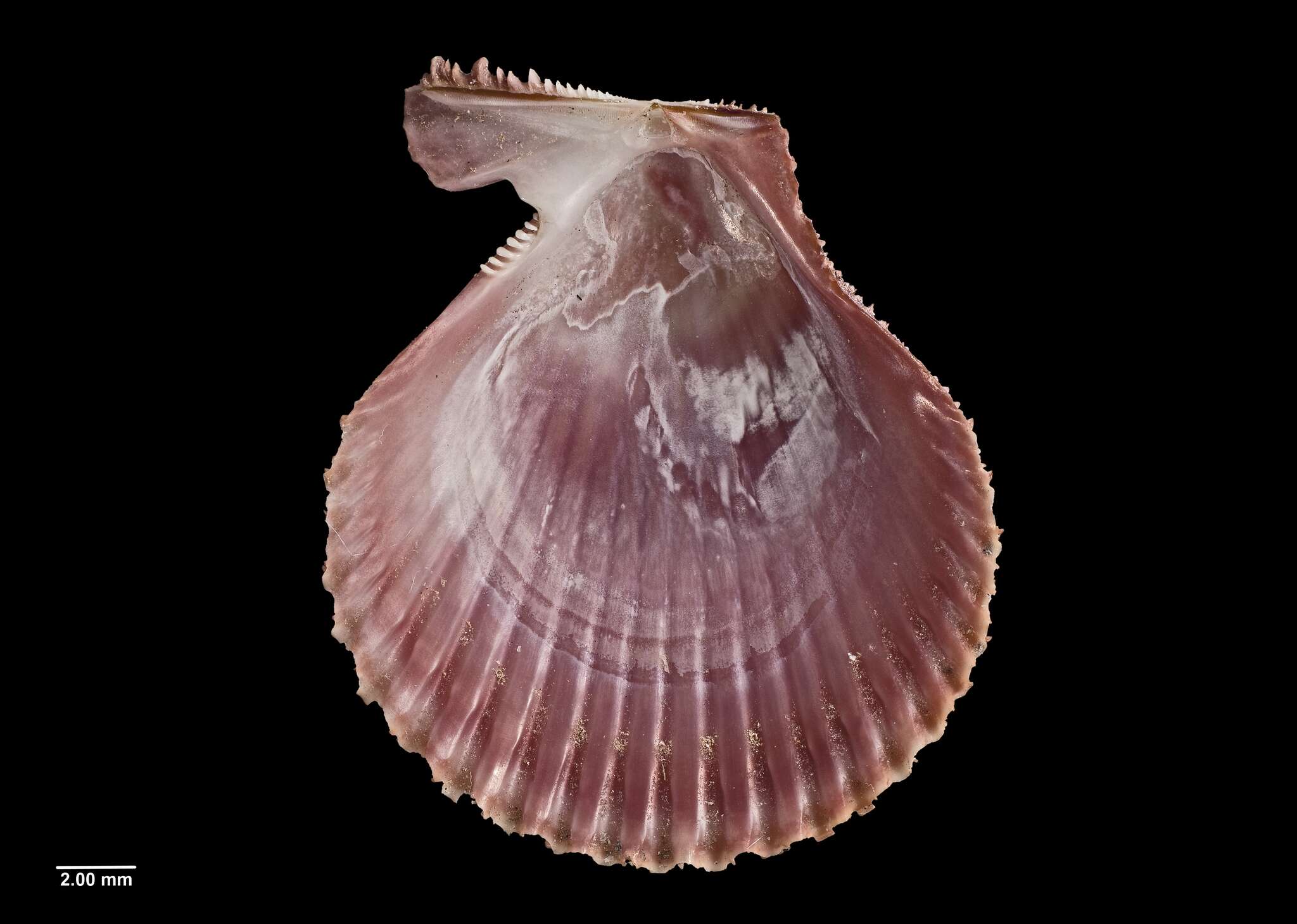 Image of noble scallop