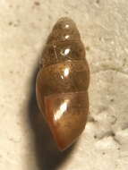 Image of Least Slippery Snail