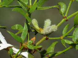 Image of Asphondylia pilosa Gagne 1990