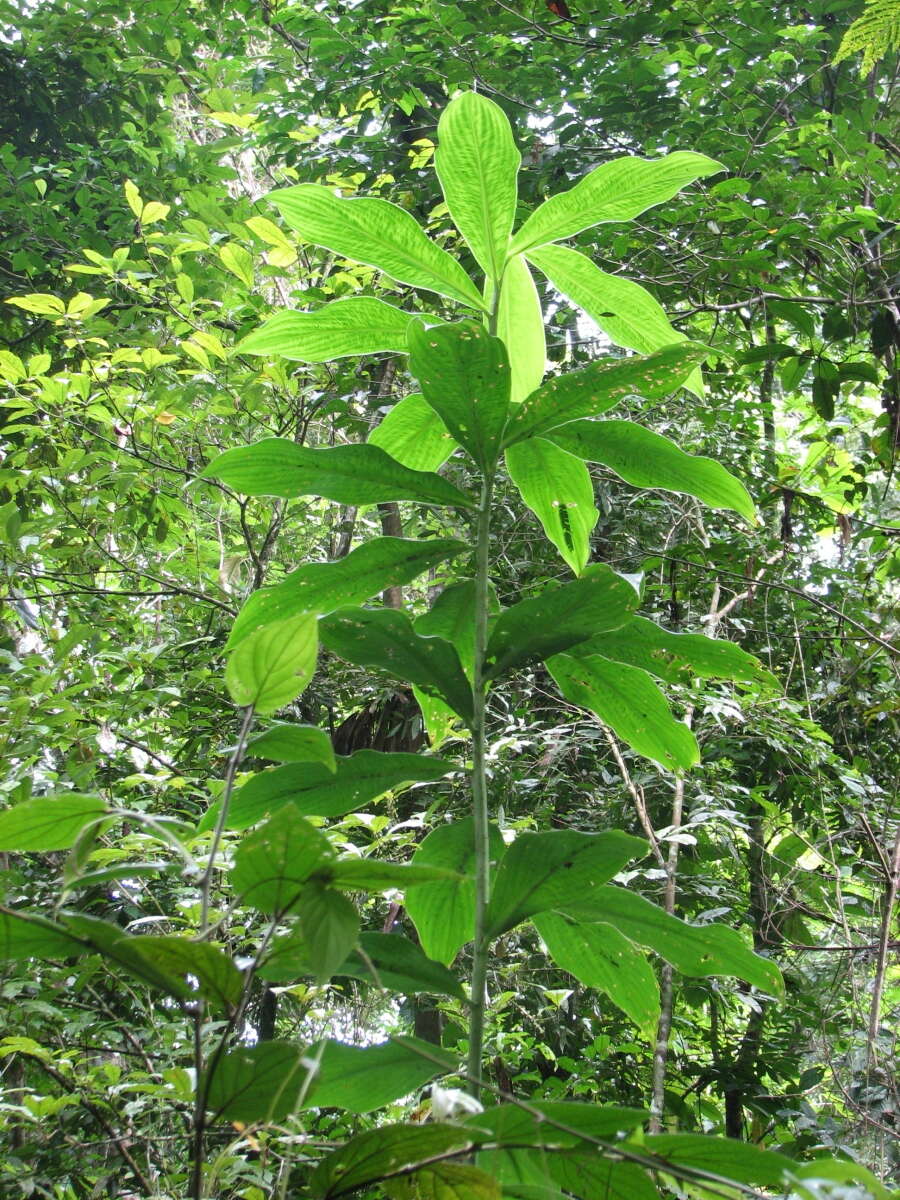 Image of Costus nitidus Maas