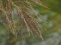 Imagem de Miscanthus floridulus (Labill.) Warb. ex K. Schum. & Lauterb.