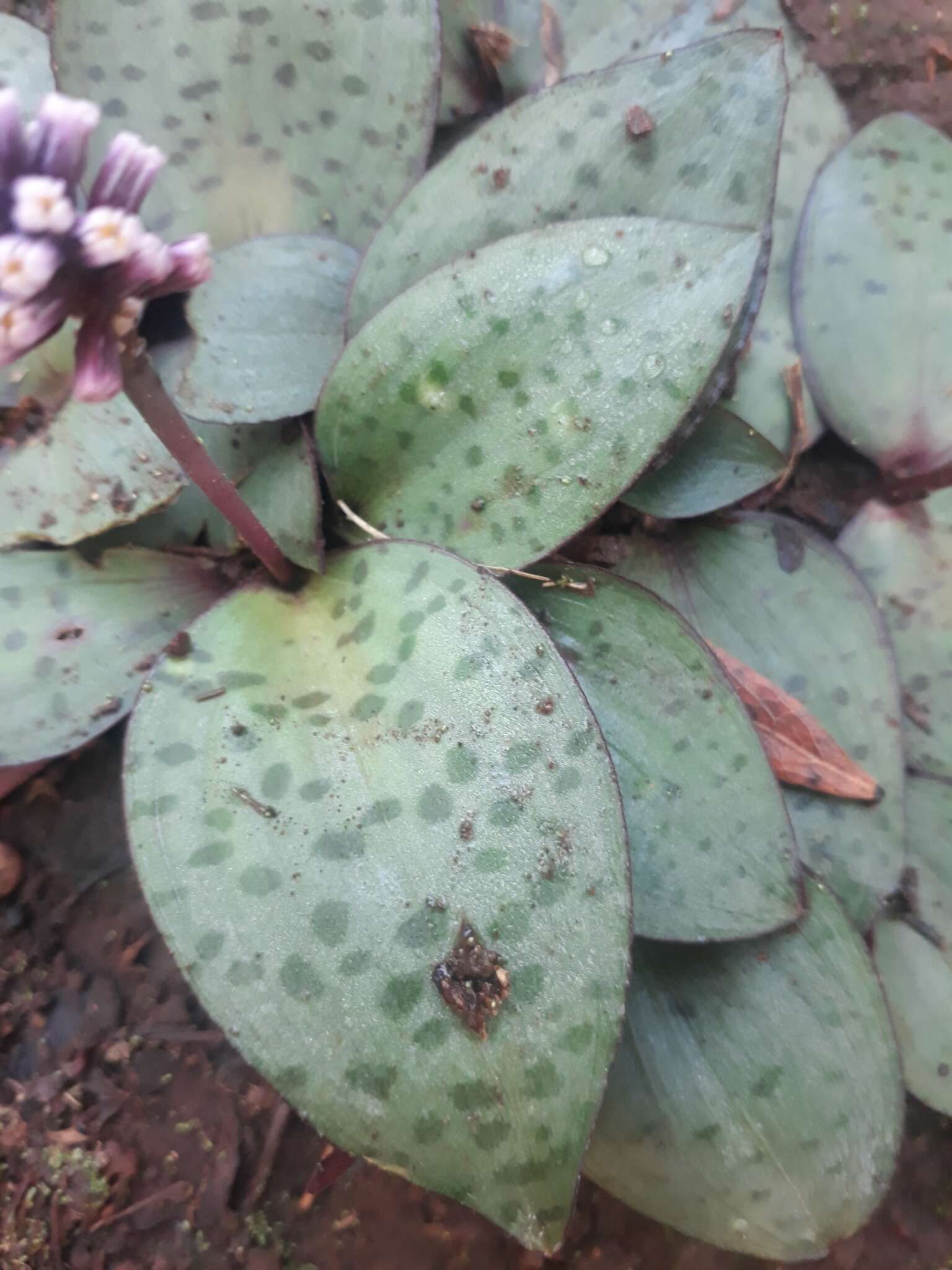 Image of Drimiopsis burkei Baker