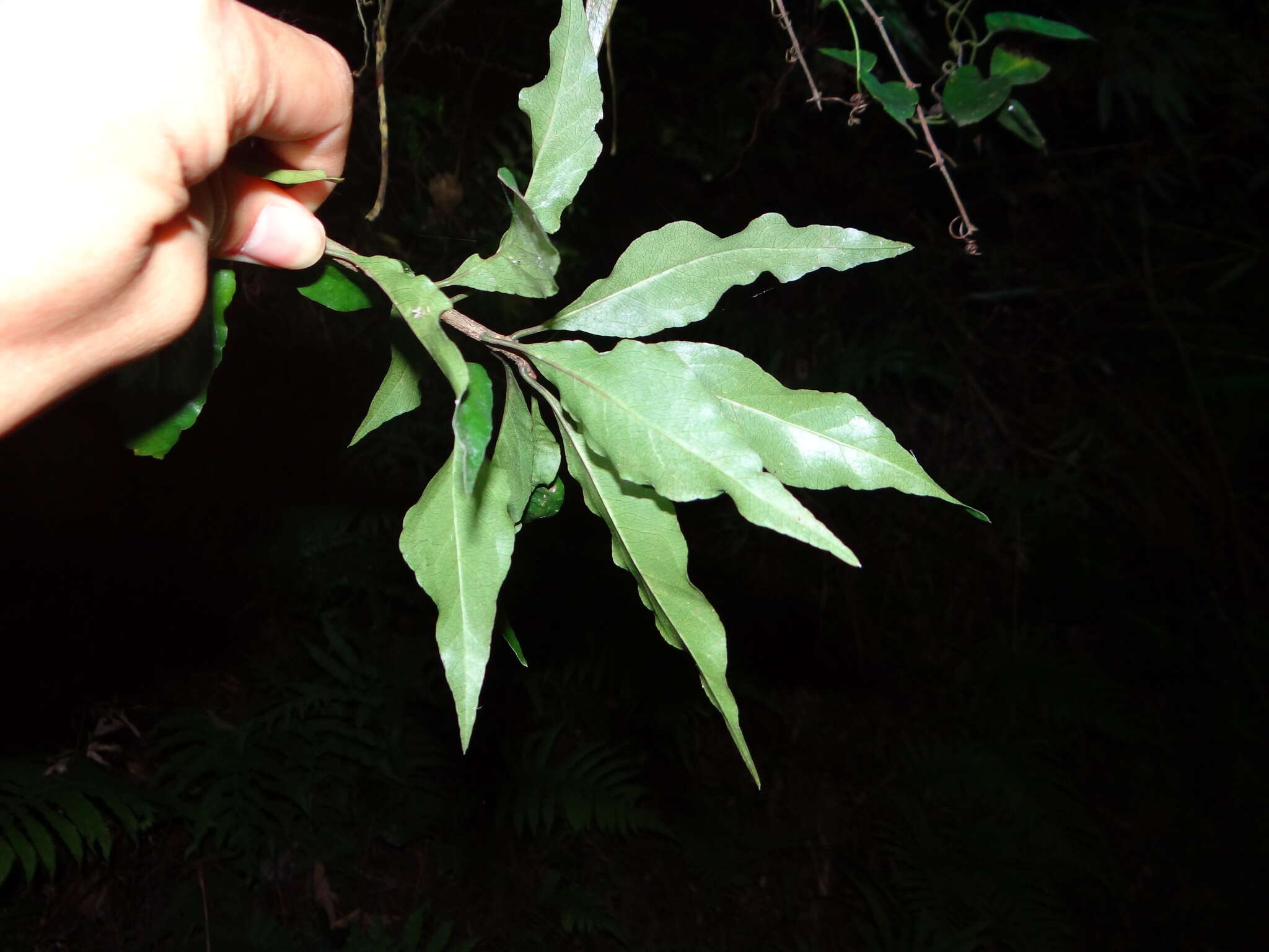 Sivun Pittosporum illicioides Makino kuva