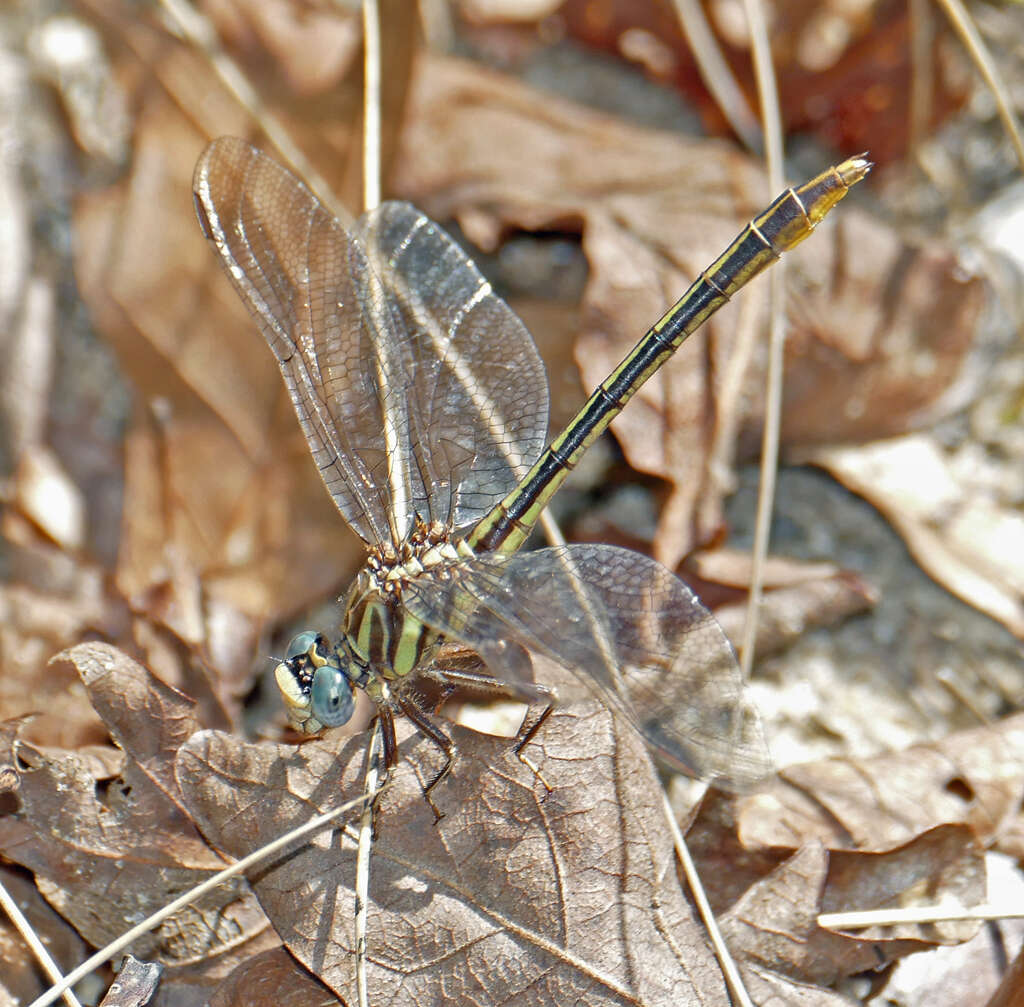 Image of Cypress Clubtail