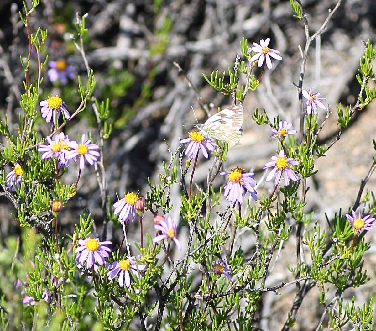 Image of Fine-leaved felicia