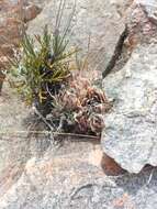 Image of Haworthia nortieri G. G. Sm.