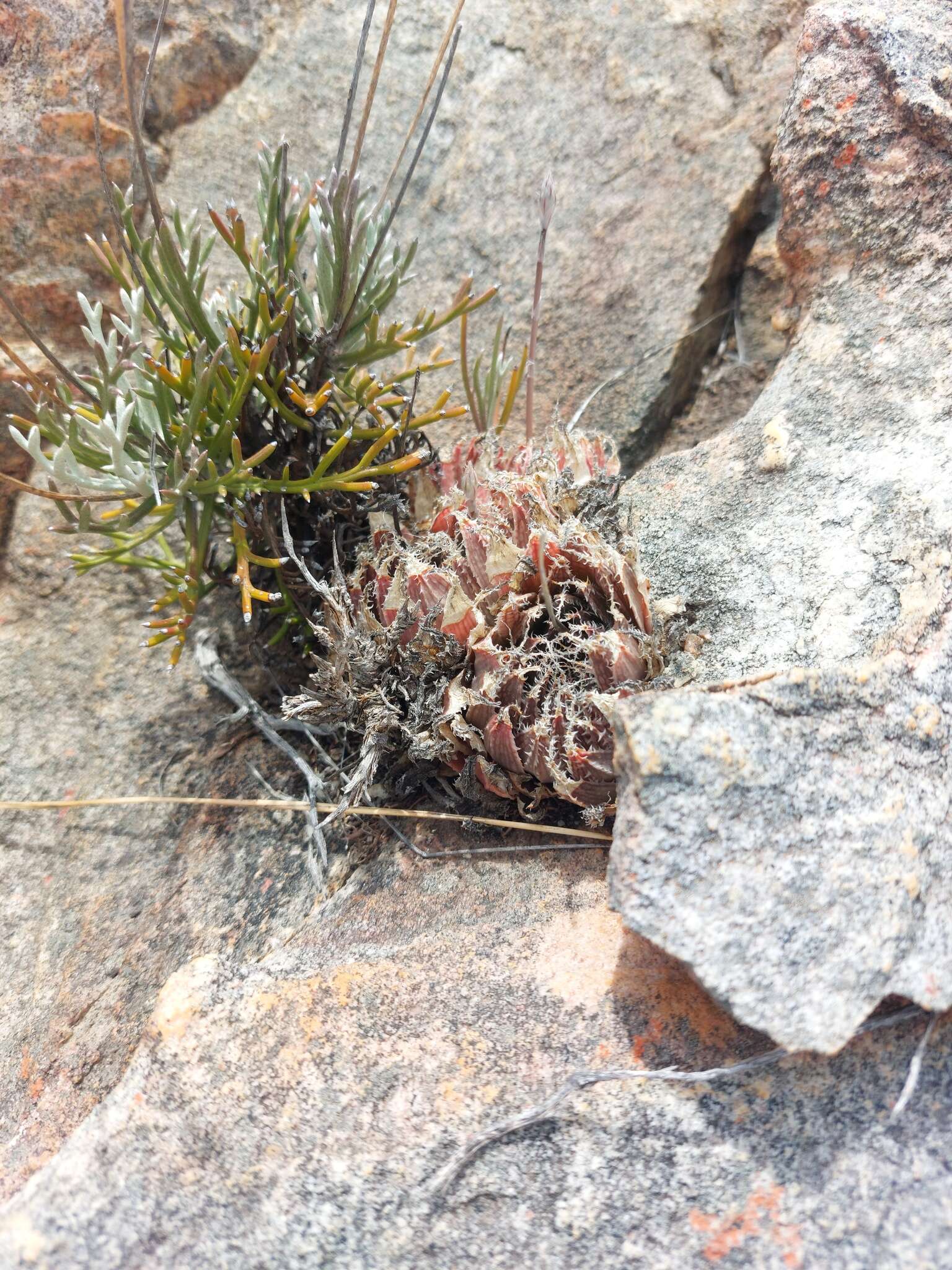 Image of Haworthia nortieri G. G. Sm.