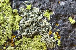 Image of Lecanora sulphurea (Hoffm.) Ach.