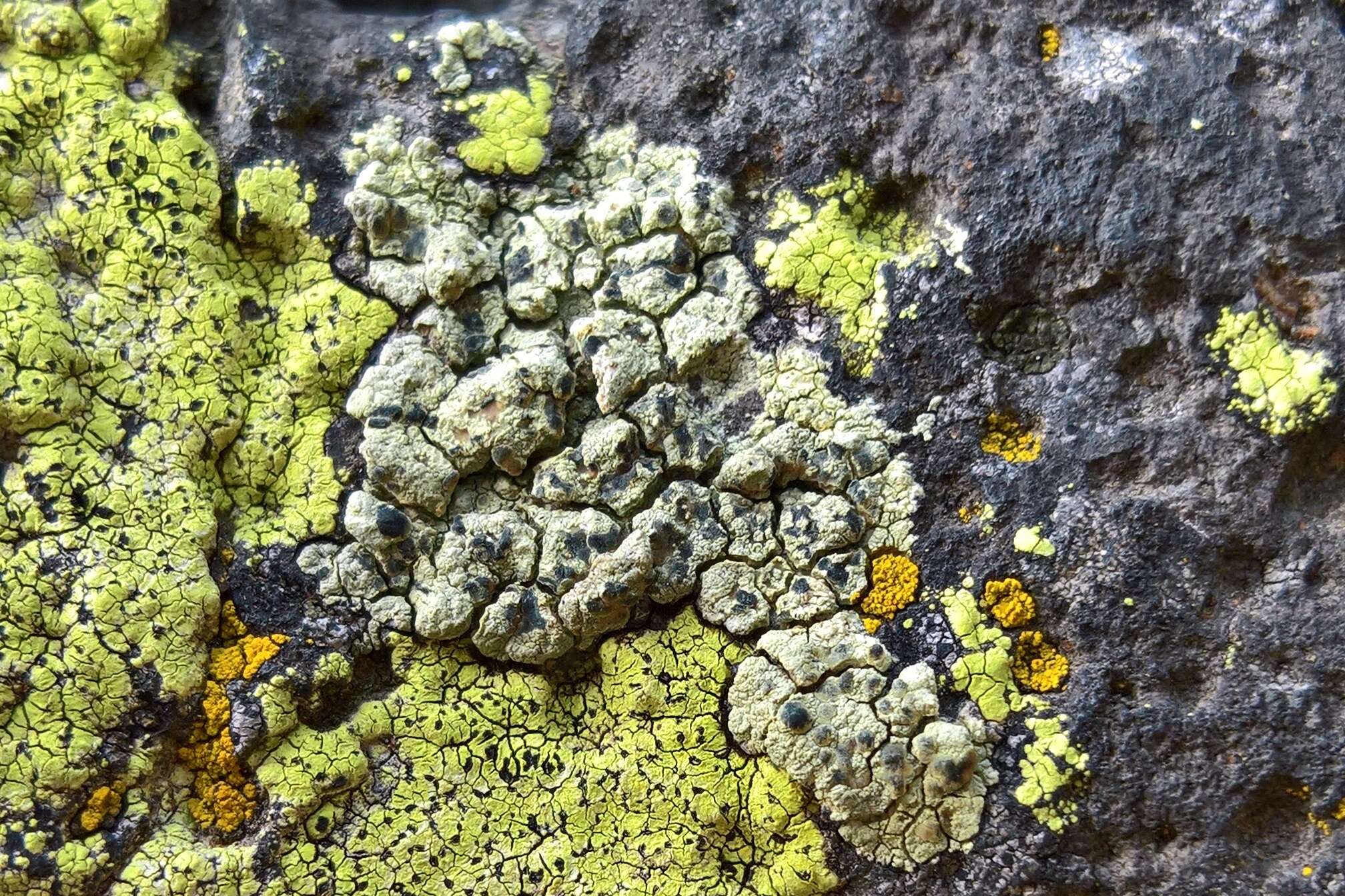 Sivun Lecanora sulphurea (Hoffm.) Ach. kuva