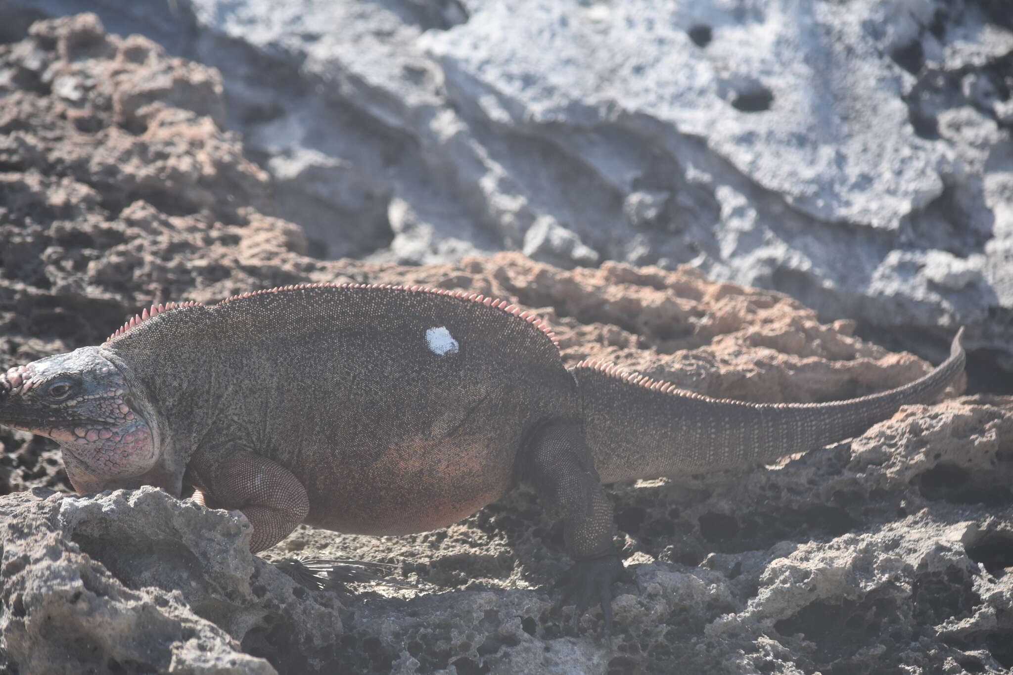 Image of Andros Island Iguana