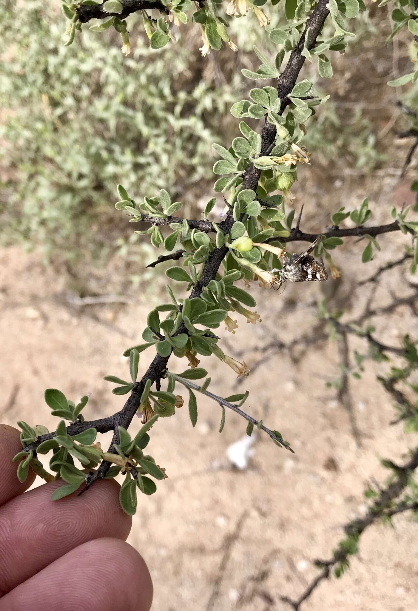 Image of Arizona desert-thorn