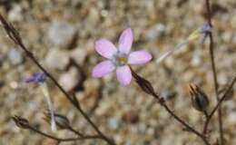 Image of puffcalyx gilia