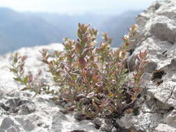 Image of Micromeria croatica (Pers.) Schott