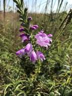 Image of obedient plant