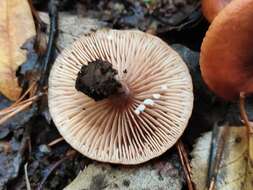 صورة Lactarius lacunarum Romagn. ex Hora 1960