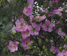 Sivun Leptospermum rotundifolium (Maiden & Betche) F. A. Rodway kuva