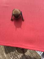 Myotis emarginatus (E. Geoffroy 1806) resmi