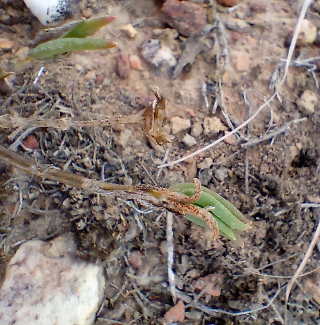 Image of Delosperma neethlingiae (L. Bol.) Schwant.