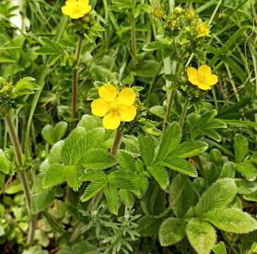 Image of Argentina polyphylla (Wall. ex Lehm.) Soják