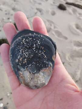 Image of Angasi oyster