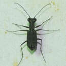 Image of Cylindera (Ifasina) viduata (Fabricius 1801)