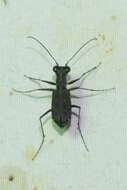 Image of Cylindera (Ifasina) viduata (Fabricius 1801)