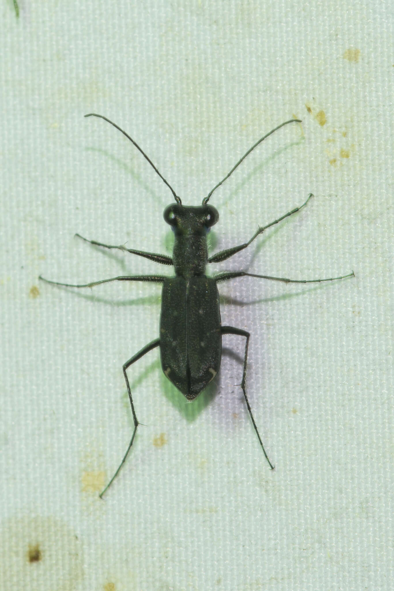 Image of Cylindera (Ifasina) viduata (Fabricius 1801)