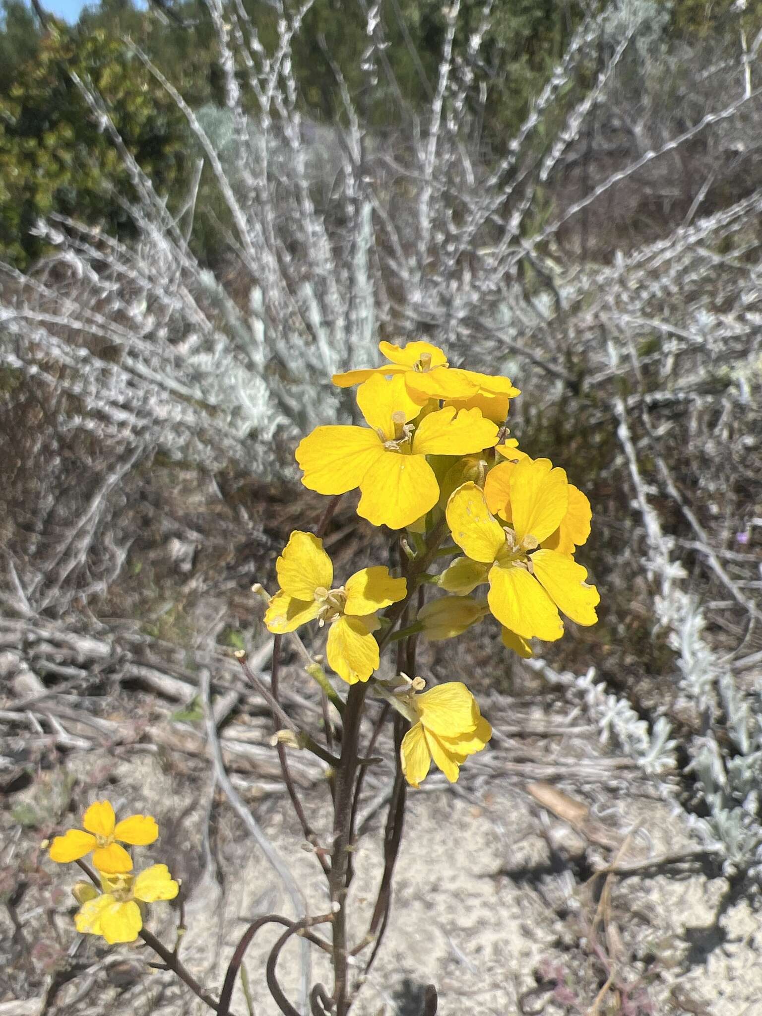 Image of Ben Lomond wallflower