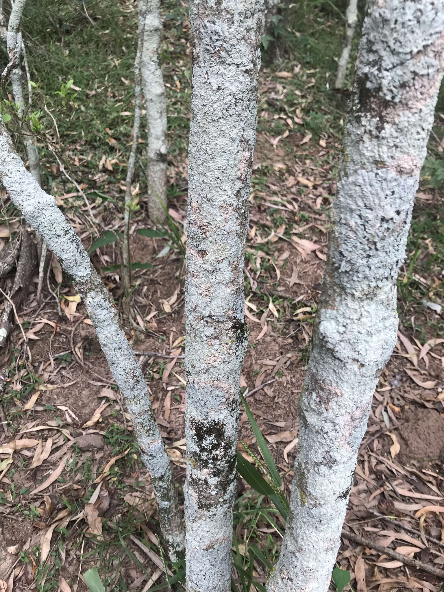 澳洲鷄骨常山的圖片