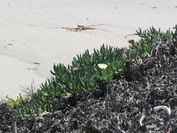 Imagem de Carpobrotus edulis (L.) N. E. Br.